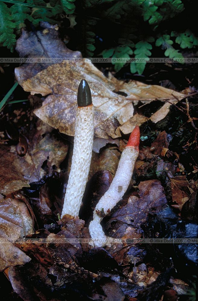 Mutinus caninus Dog stinkhorn