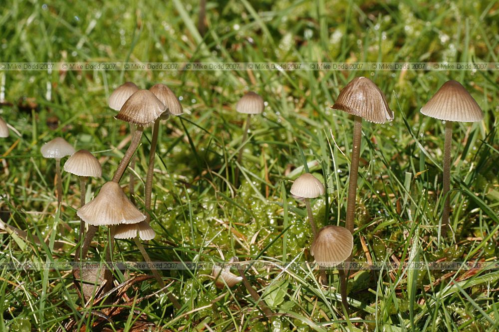 Mycena aetites Drab Bonnet
