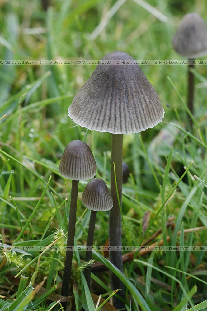 Mycena aetites Drab Bonnet