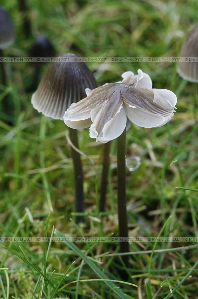 Mycena aetites Drab Bonnet