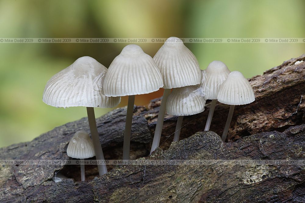 Mycena alcalina note strong smell of chlorine