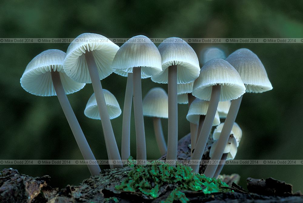 Mycena alcalina