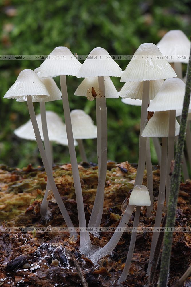 Mycena arcangeliana Angel's Bonnet