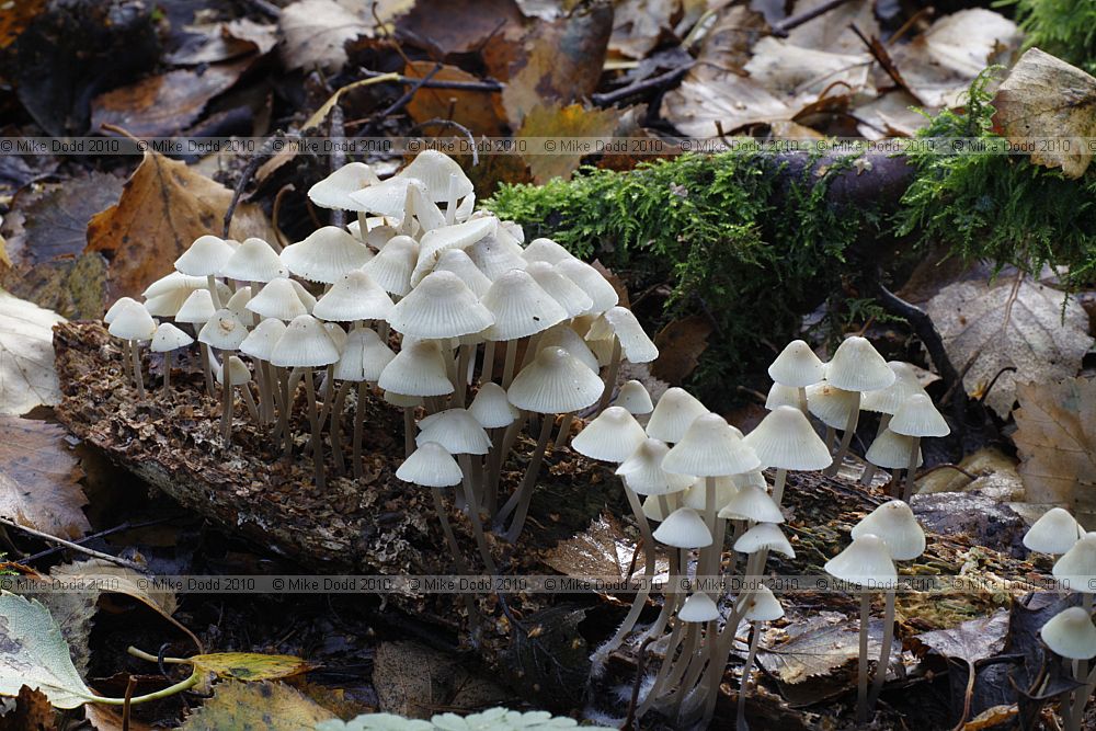 Mycena arcangeliana Angel's Bonnet