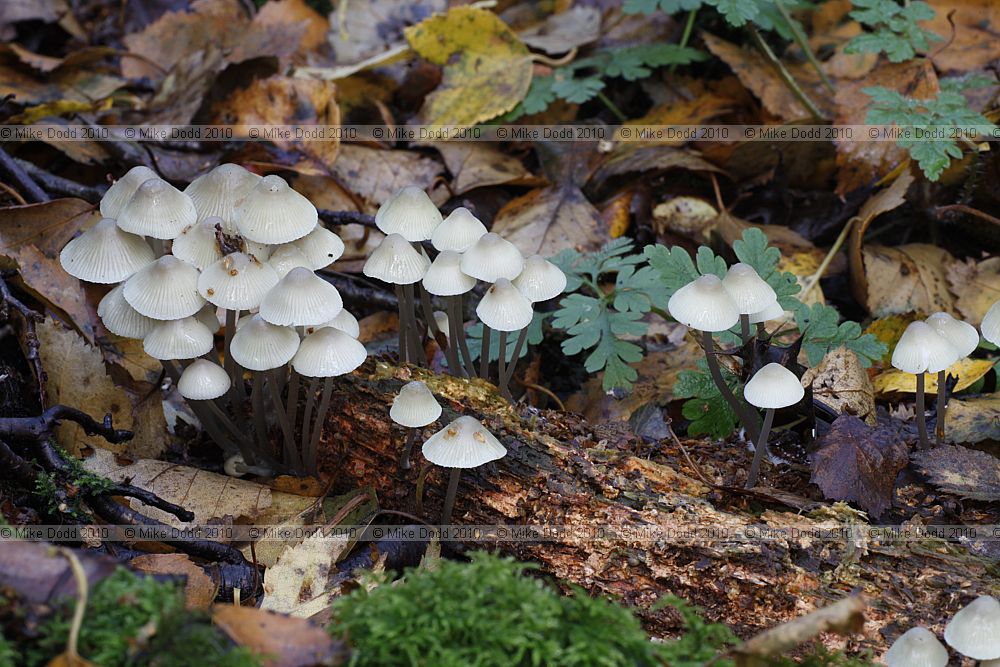 Mycena arcangeliana Angel's Bonnet
