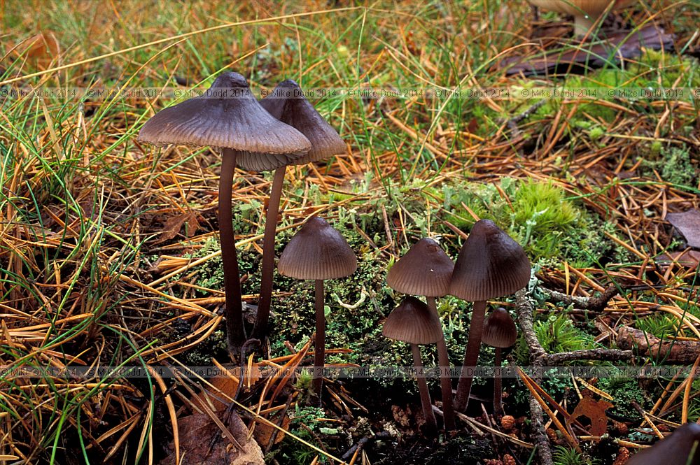 Mycena aurantiomarginata