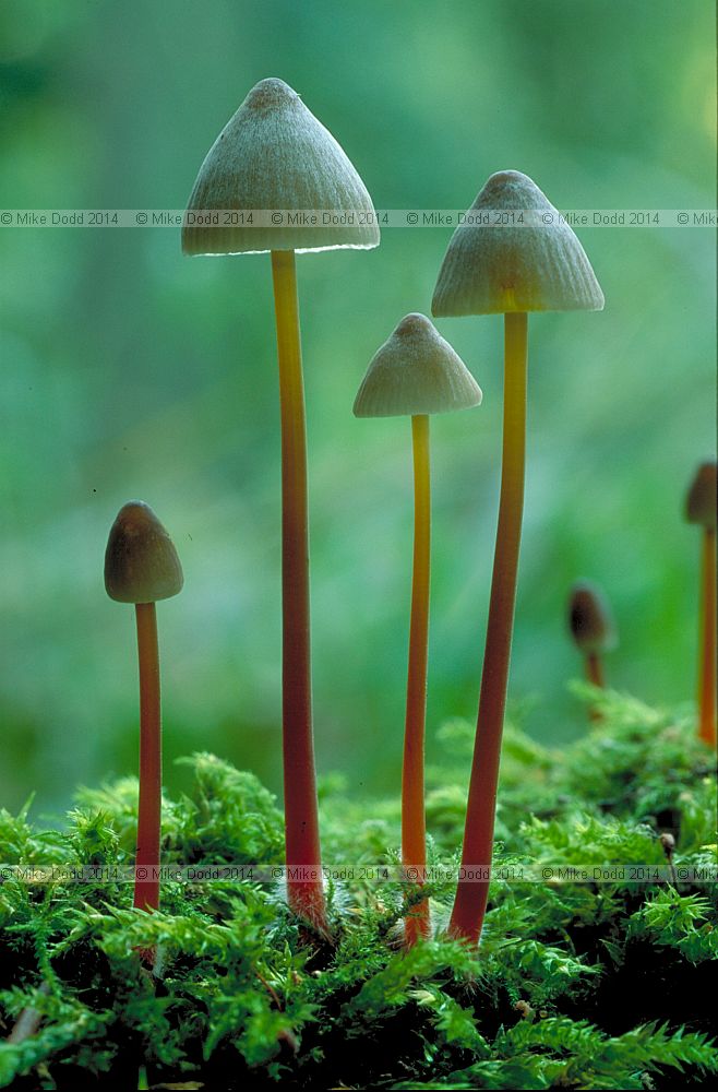 Mycena crocata Saffrondrop Bonnet