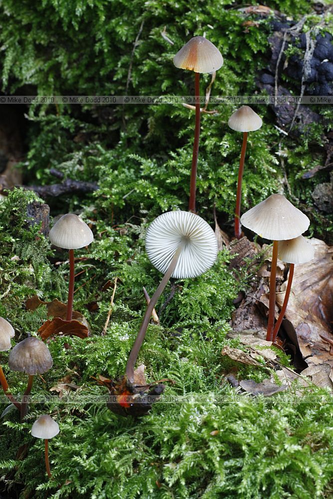 Mycena crocata Saffrondrop Bonnet