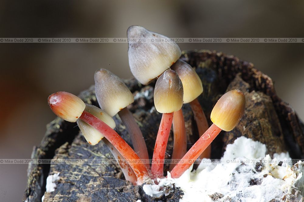 Mycena crocata Saffrondrop Bonnet