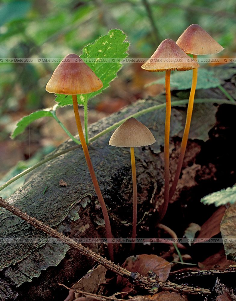 Mycena crocata Saffrondrop Bonnet
