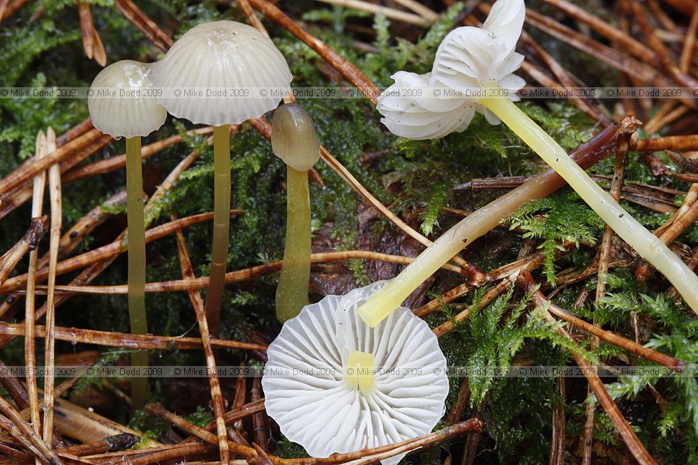 Mycena epipterygia Yellowleg Bonnet