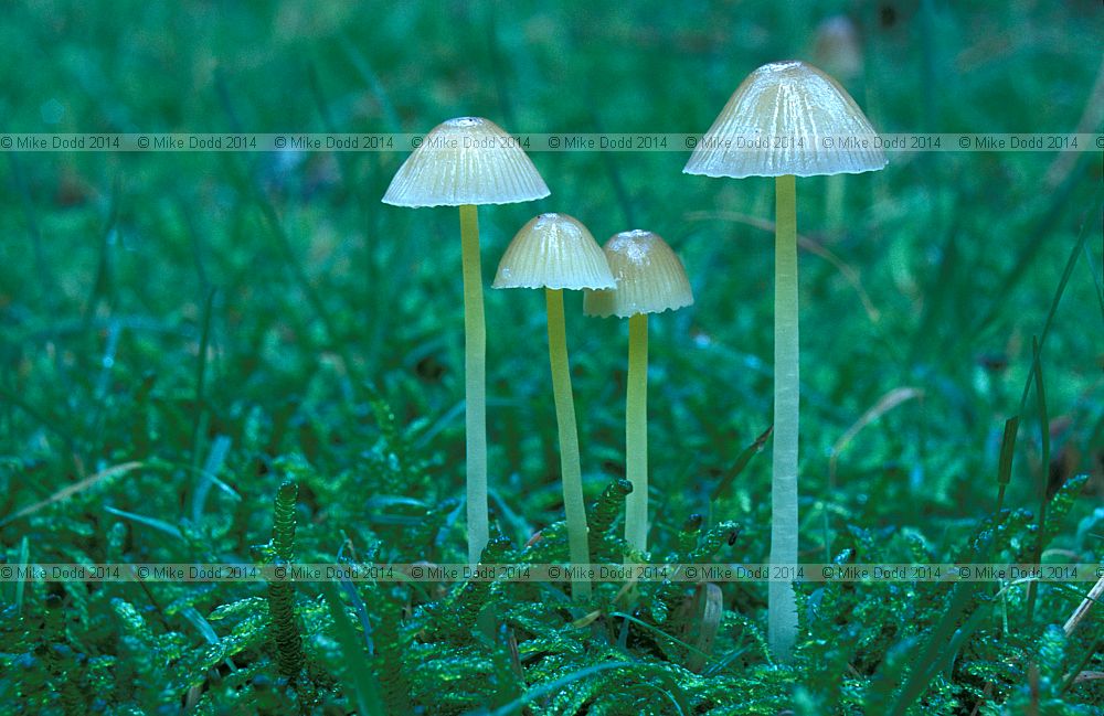 Mycena epipterygia Yellowleg bonnet