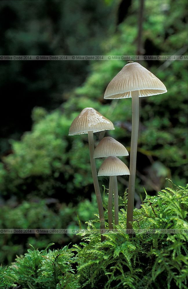Mycena galericulata Common bonnet