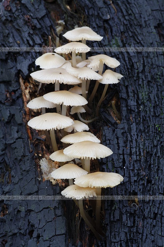 Mycena galericulata Common Bonnet (but rather small for this species)