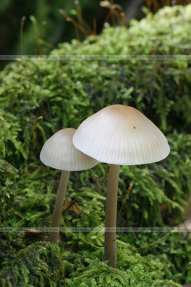 Mycena galericulata Common Bonnet