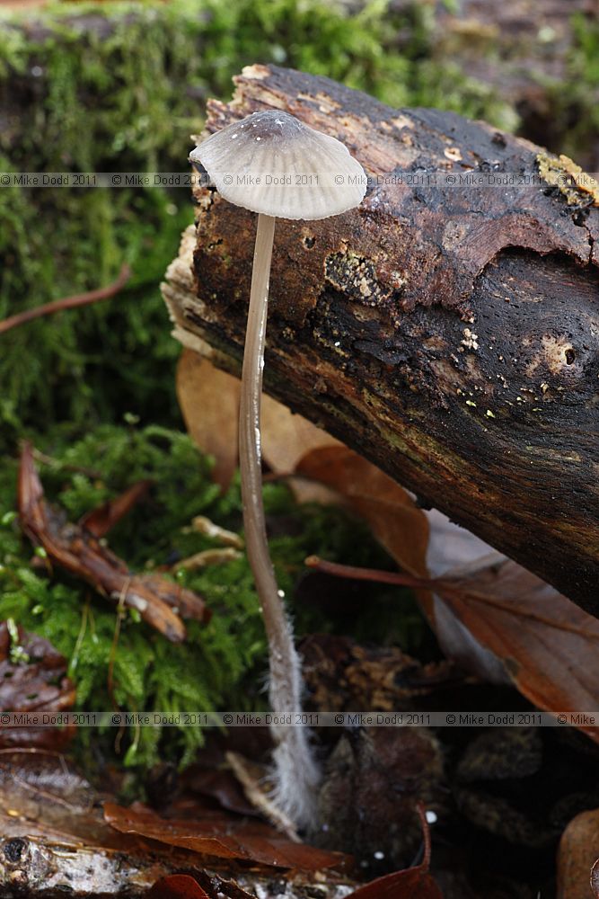 Mycena galopus Milking bonnet