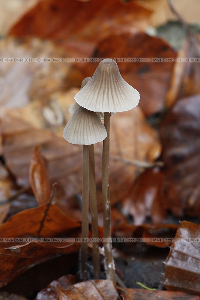 Mycena galopus Milking Bonnet