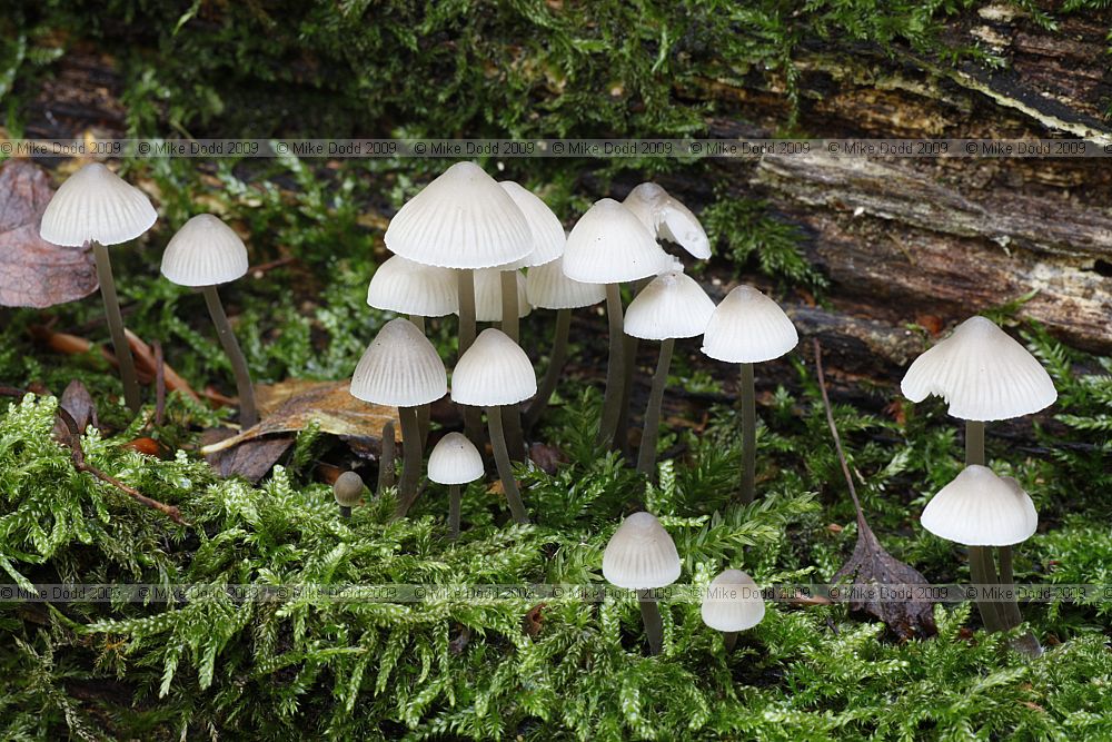 Mycena galopus (?) Milking Bonnet Note it did not produce milk and had a very faint smell it was on mainly oak fallen trees very common