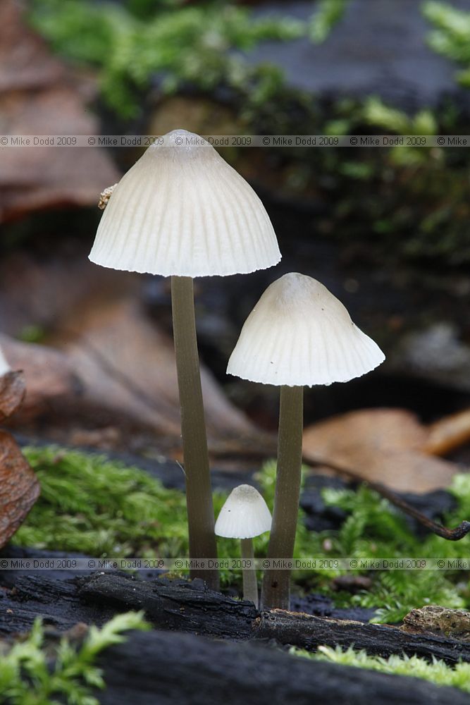Mycena galopus (?) Milking Bonnet Note it did not produce milk and had a very faint smell it was on mainly oak fallen trees very common