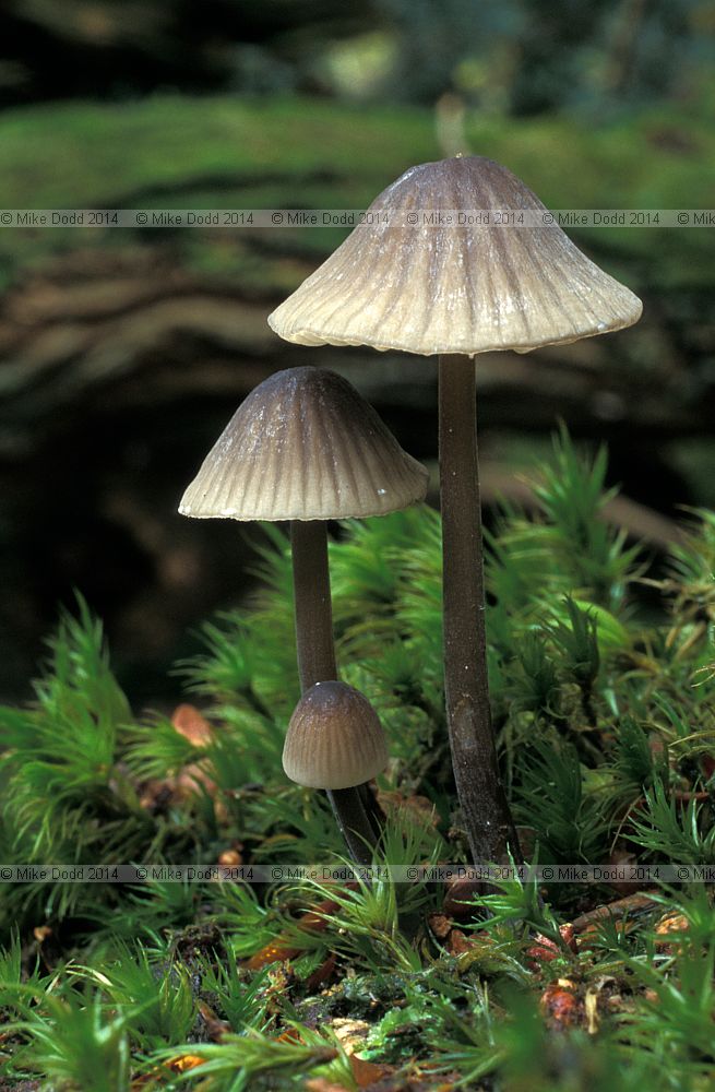 Mycena galopus Milking bonnet