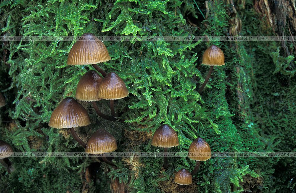 Mycena inclinata  Clustered bonnet