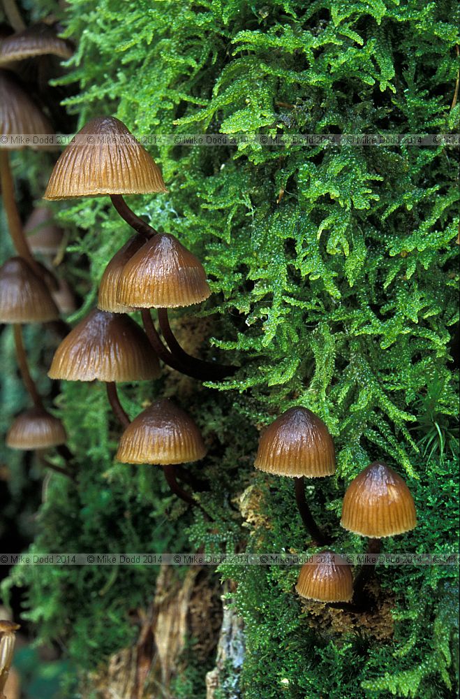 Mycena inclinata  Clustered bonnet