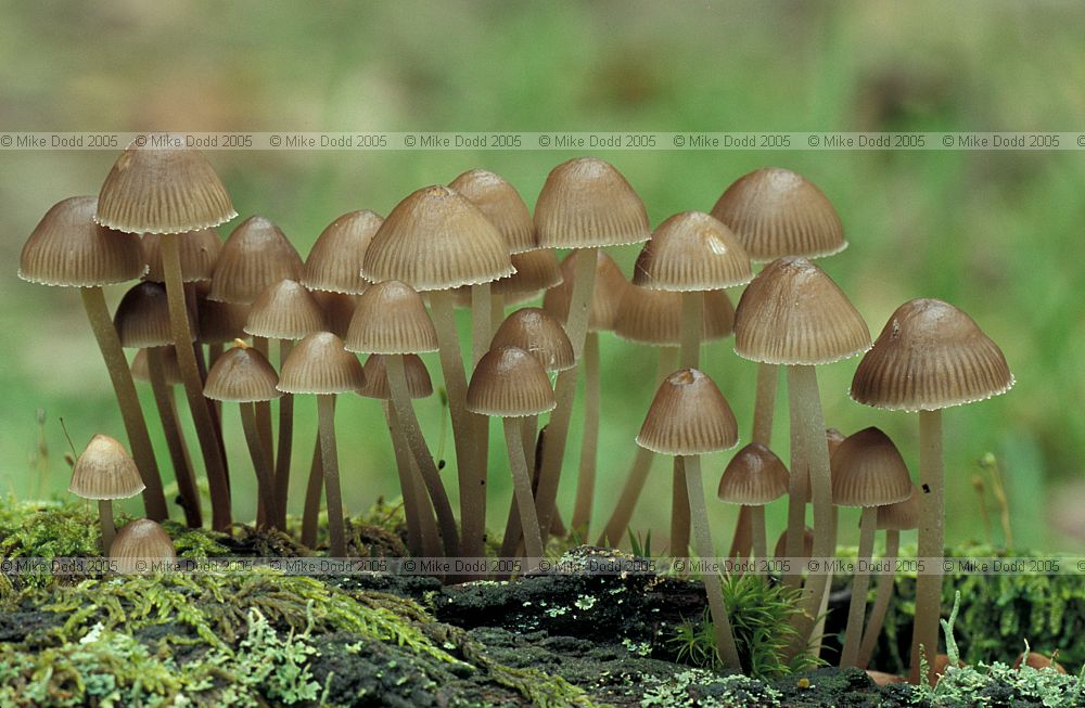 Mycena inclinata  Clustered bonnet