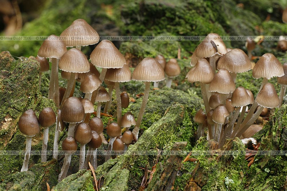 Mycena inclinata Clustered bonnet
