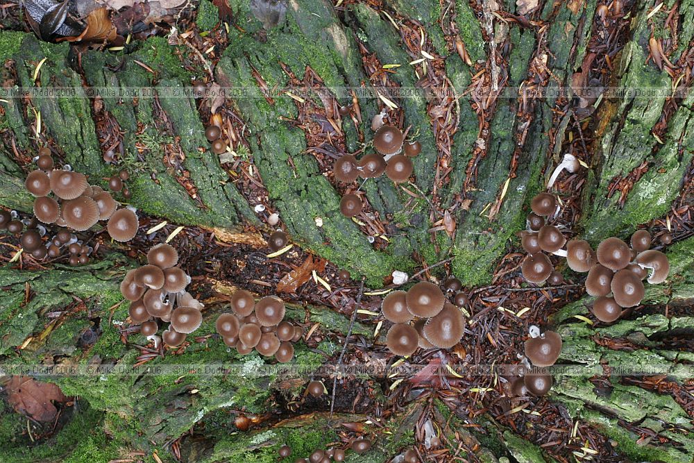 Mycena inclinata Clustered Bonnet