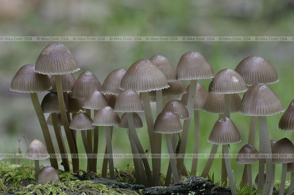Mycena inclinata Clustered bonnet