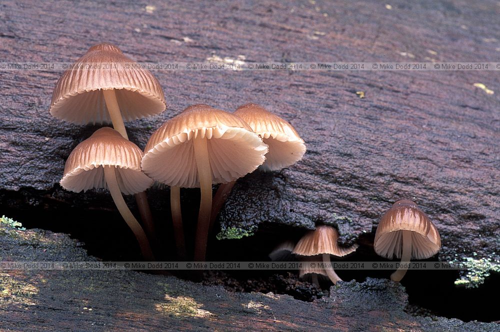 Mycena inclinata Clustered bonnet