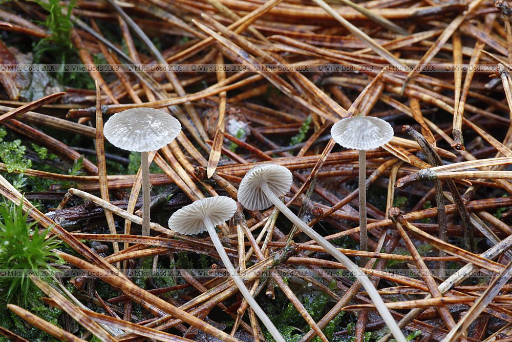 Mycena leptocephala Nitrous Bonnet