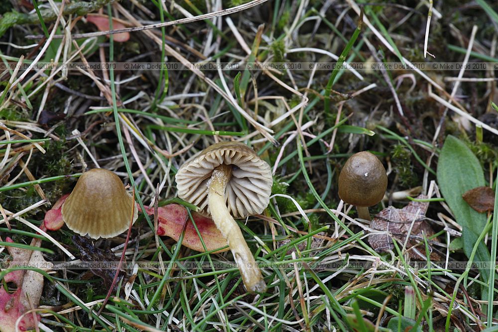 Mycena olivaceomarginata Brownedge Bonnet