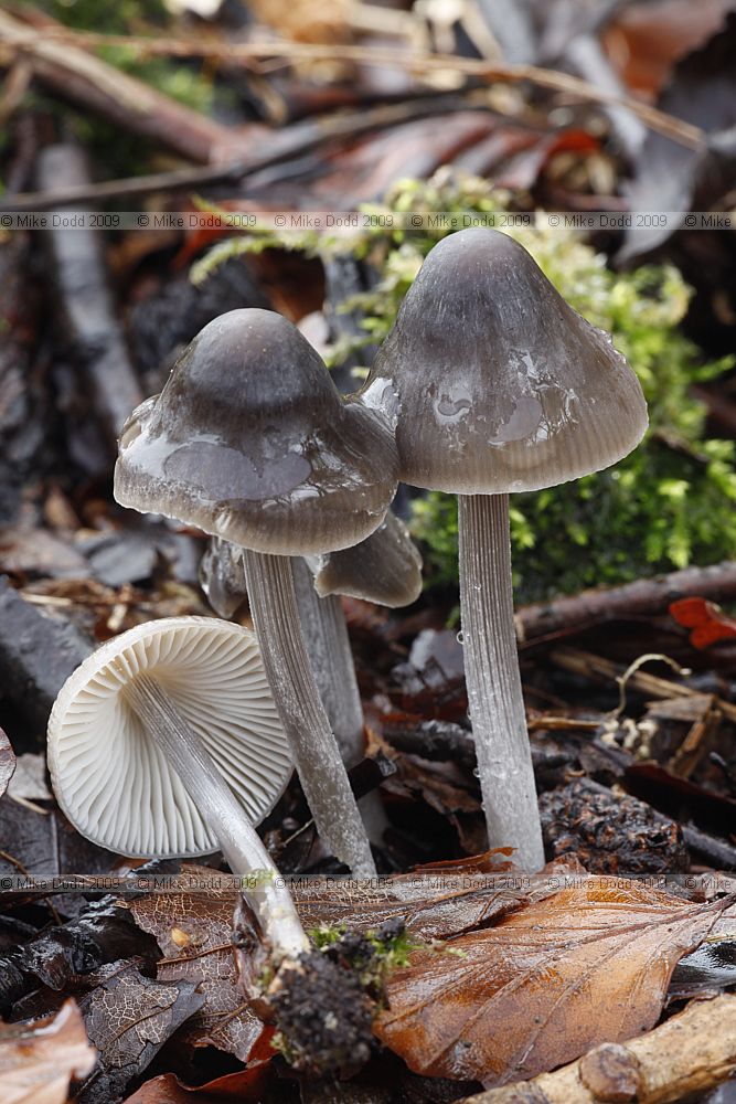 Mycena polygramma Grooved Bonnet