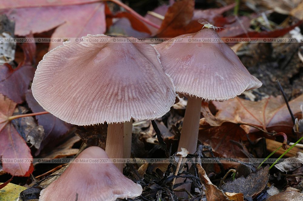 Mycena pura Lilac Bonnet