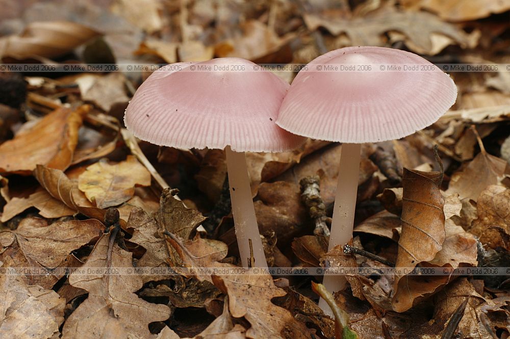 Mycena pura var rosea