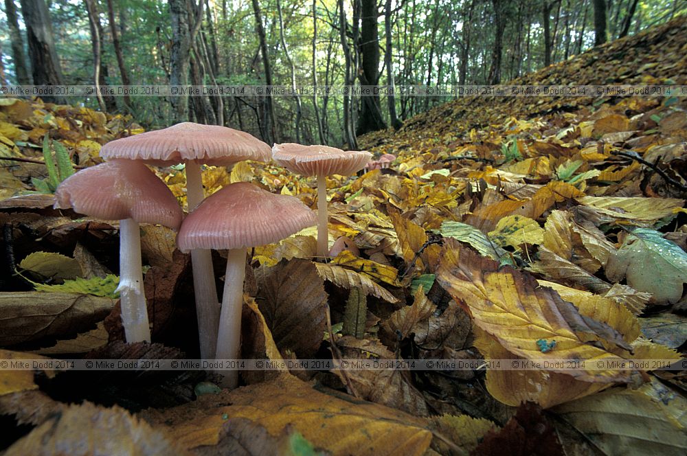 Mycena pura var rosea