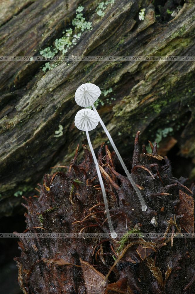 Mycena stylobates Bulbous Bonnet (?)