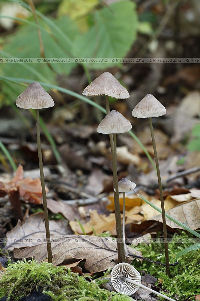 Mycena vitilis Snapping Bonnet