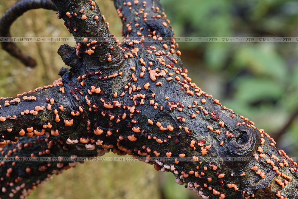 Nectria cinnabarina Coral Spot