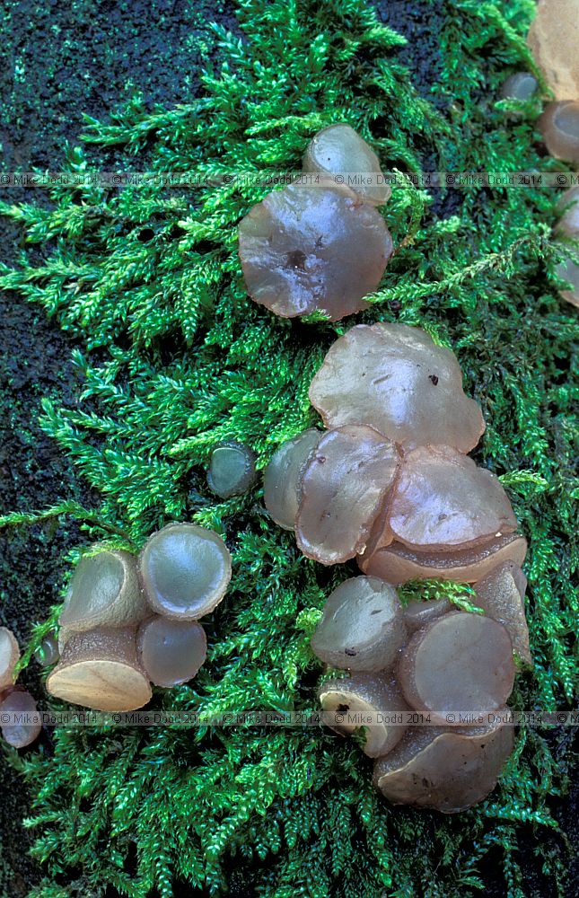 Neobulgaria pura Beech jellydisc