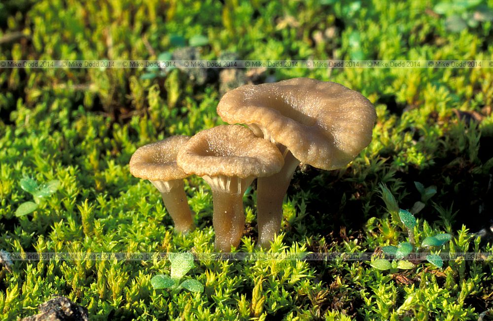Omphalina ericetorum Heath navel
