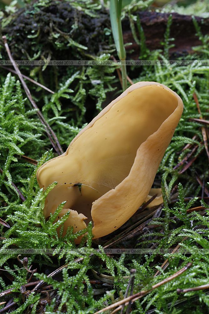 Otidea onotica Hare's Ear