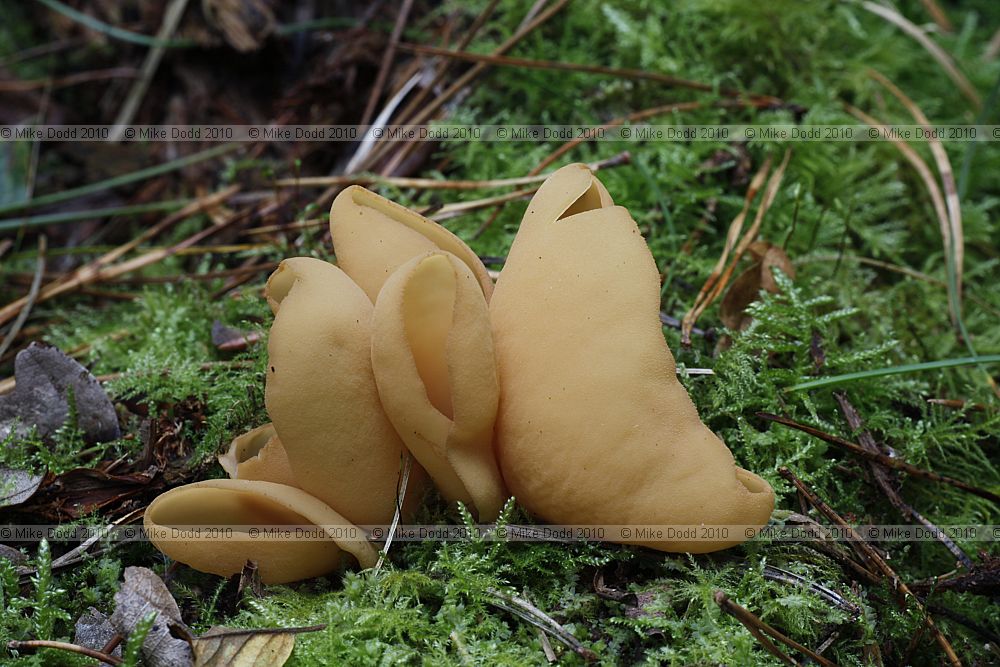 Otidea onotica Hare's Ear