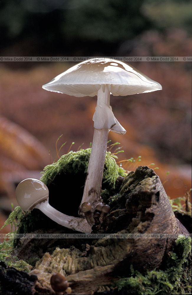 Oudemansiella mucida Poached egg fungus Porcelain fungus