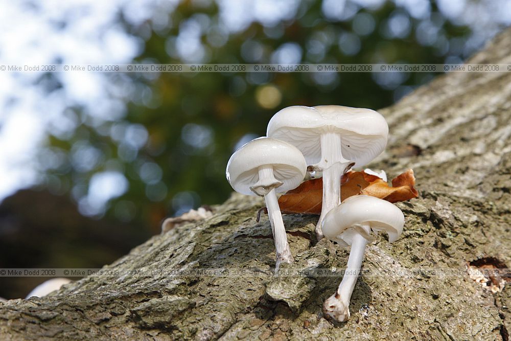 Oudemansiella mucida Porcelain fungus