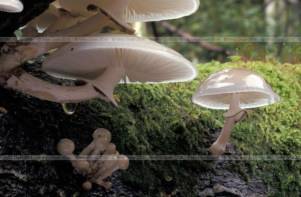 Oudemansiella mucida Poached egg fungus Porcelain fungus