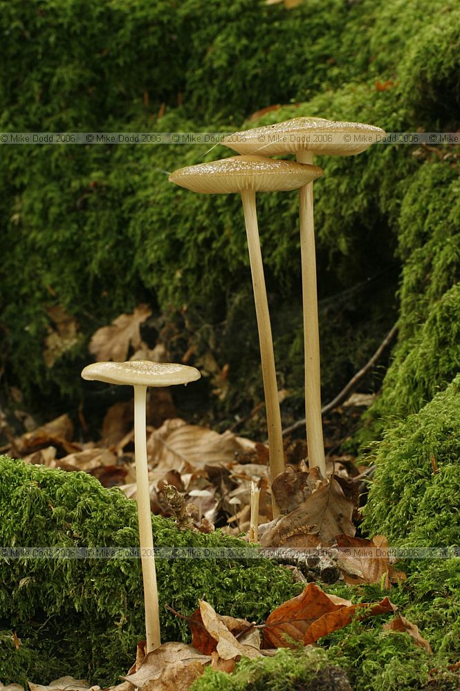 Oudemansiella radicata syn Xerula radicata Rooting shank