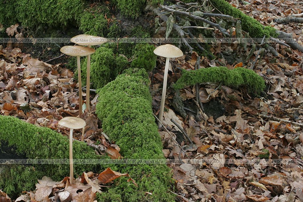 Oudemansiella radicata syn Xerula radicata Rooting shank