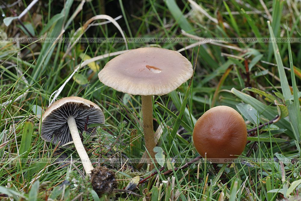 Panaeolus fimicola Turf Mottlegill (?)